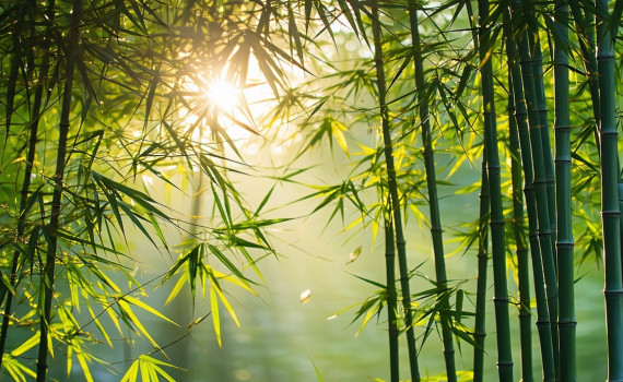 «Вітер і Бамбук: група відновлення»